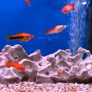 Meet your Posher, Ruby